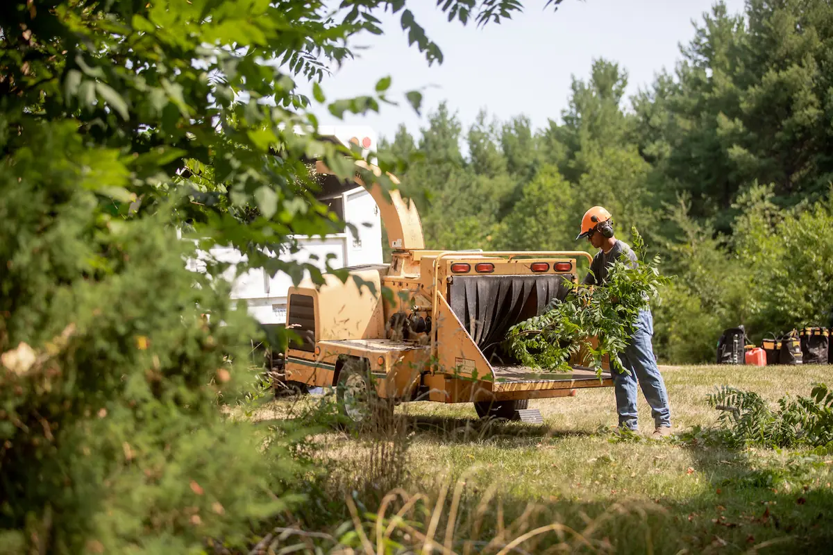 Sylvan Scapes crew member carrying brush to the chipper on a job site near Waynesboro, Virginia