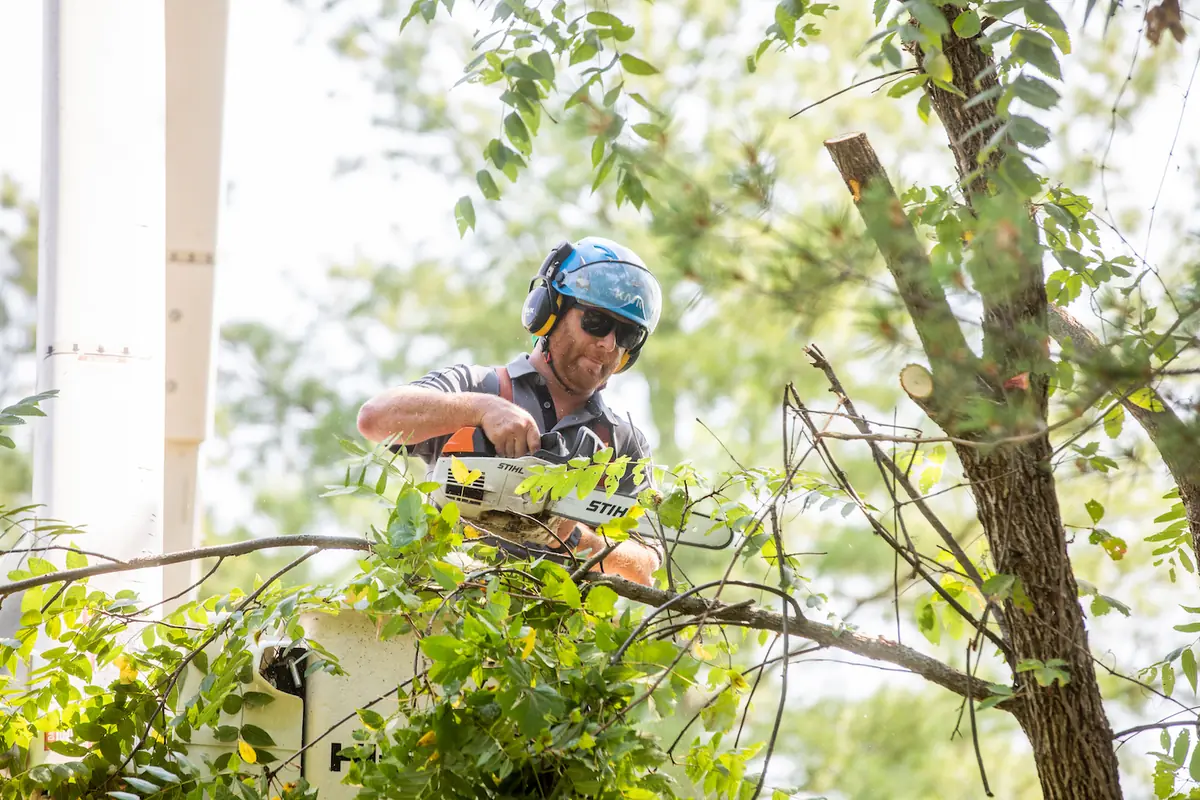 Sylvan Scapes arborist cutting from an aerial lift inside a tree canopy