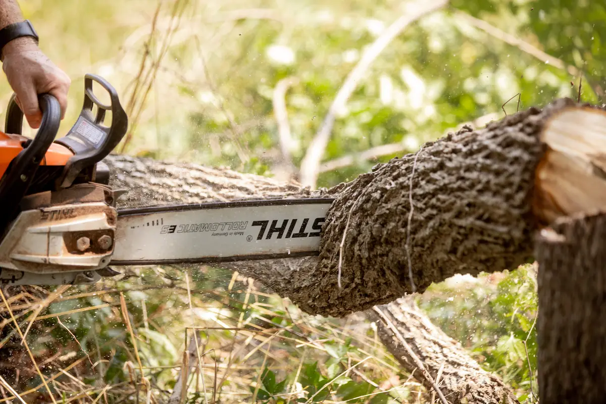 Chainsaw cutting a felled hardwood trunk into lengths on a Sylvan Scapes job site